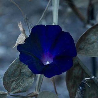 گل اطلسی آبی ارگانیک