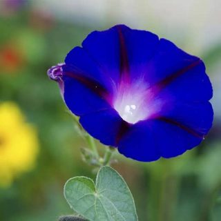 بذر گل اطلسی آبی
