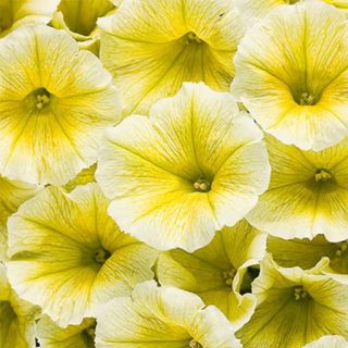 گل اطلسی لیمویی ارگانیک