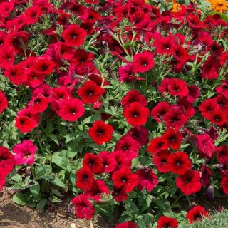 گل اطلسی قرمز ارگانیک