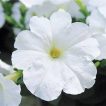 گل اطلسی سفید از نمای نزدیک