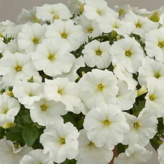 گل اطلسی سفید ارگانیک