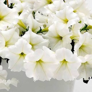 بذر گل اطلسی سفید