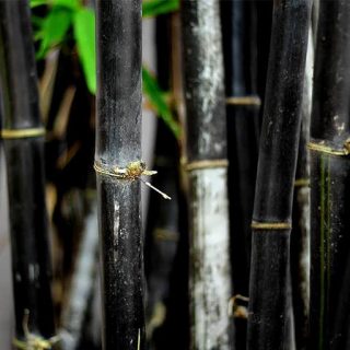 بذر بامبو سیاه