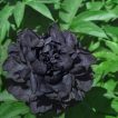 گل شقایق پرپر سیاه زیبا