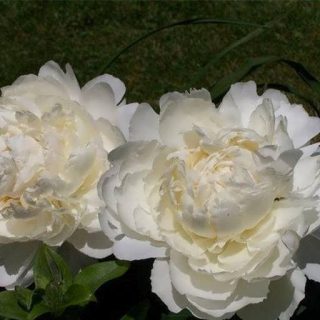 گل شقایق پرپر سفید ارگانیک