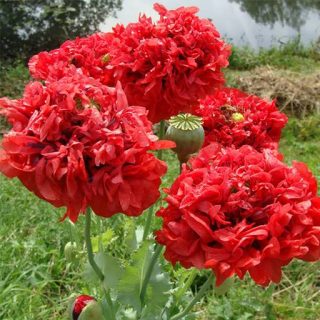 گل شقایق پرپر قرمز ارگانیک