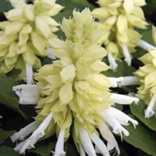 گل سلوی سفید ارگانیک