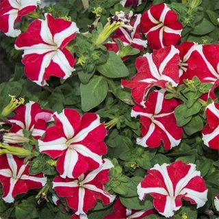 گل اطلسی ستاره‌ای قرمز و سفید ارگانیک