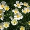 گل شقایق کالیفرنیا سفید خوشبو