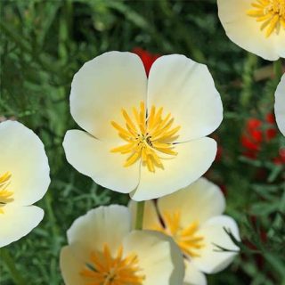 گل شقایق کالیفرنیا سفید ارگانیک