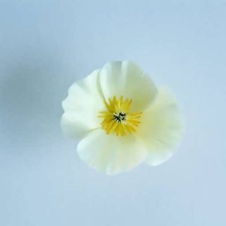 بذر گل شقایق کالیفرنیا سفید