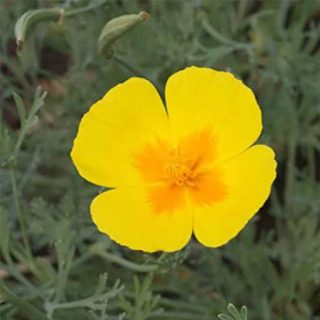 گل شقایق کالیفرنیایی زرد ارگانیک