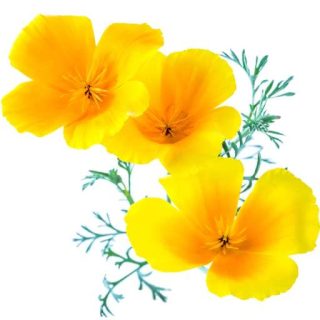 بذر گل شقایق کالیفرنیایی زرد