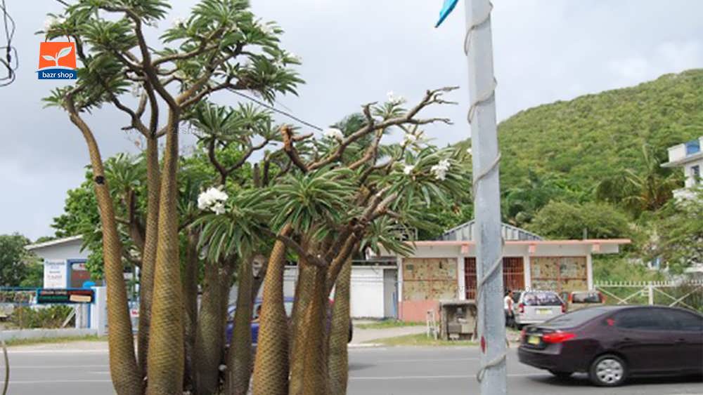 ماداگاسکار در کنار خیابان