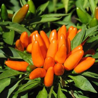 بذر فلفل زینتی نارنجی