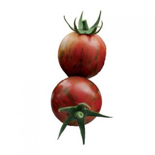 بذر گوجه چری تایگر قرمز