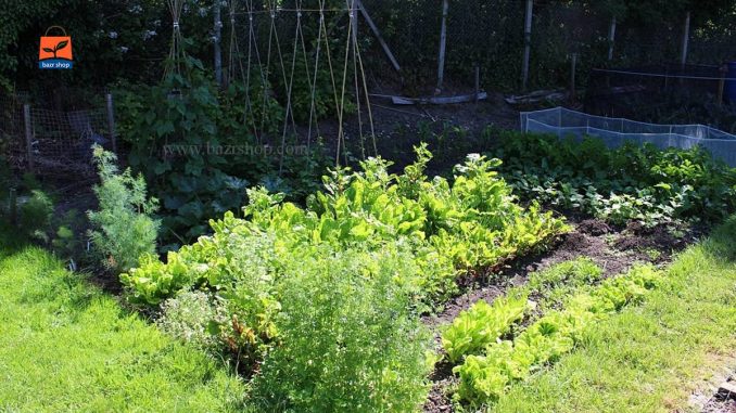 باغ سبزیجات با سایه در تابستان
