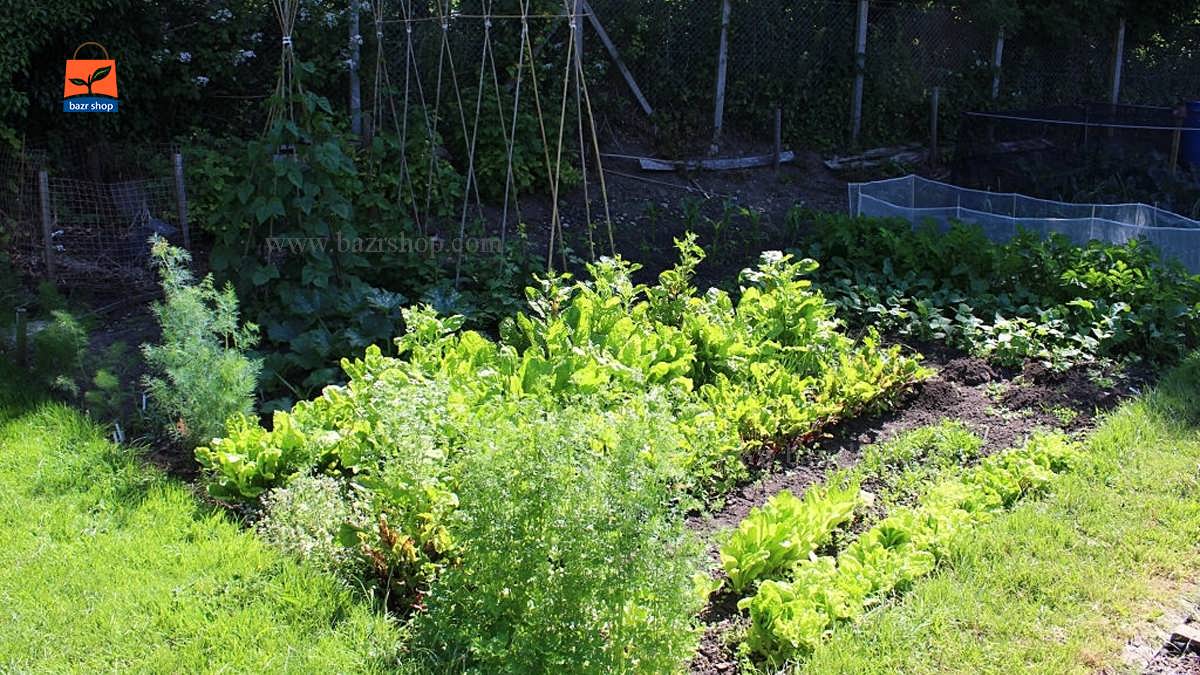 باغ سبزیجات با سایه در تابستان