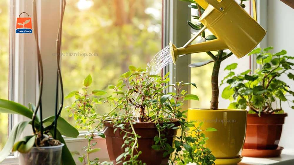آبیاری به گیاهان در خانه