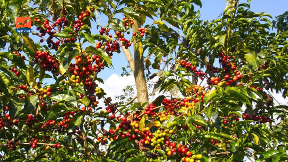 درخت میوه قهوه عربی