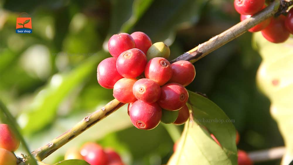 قهوه تازه میوه روی شاخه درخت
