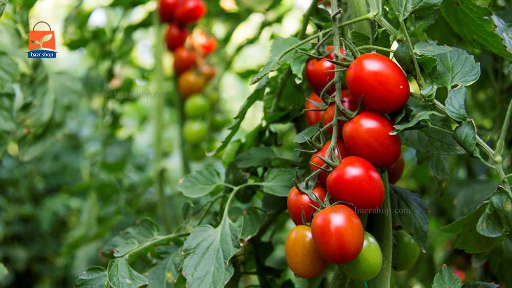 گیاه گوجه فرنگی سالم و ساده