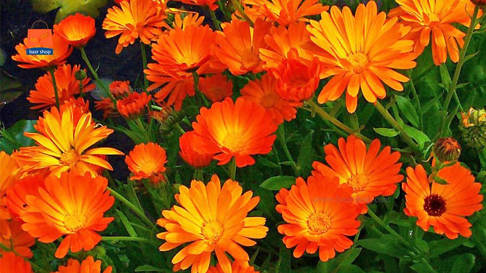گل همیشه بهار نارنجی