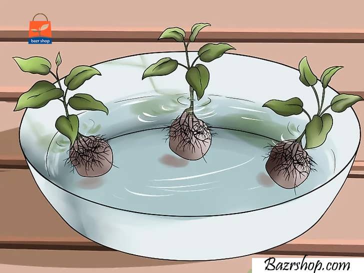 قرار دادن ریشه گیاهان در آب