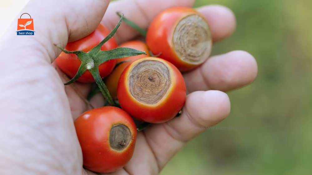 گوجه فرنگی های فاسد در دست انسان