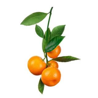 نارنگی بر روی شاخه