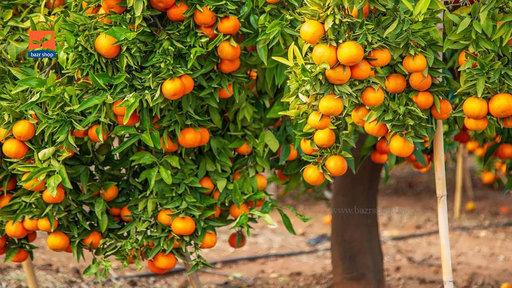 چند درخت پرتقال با هم