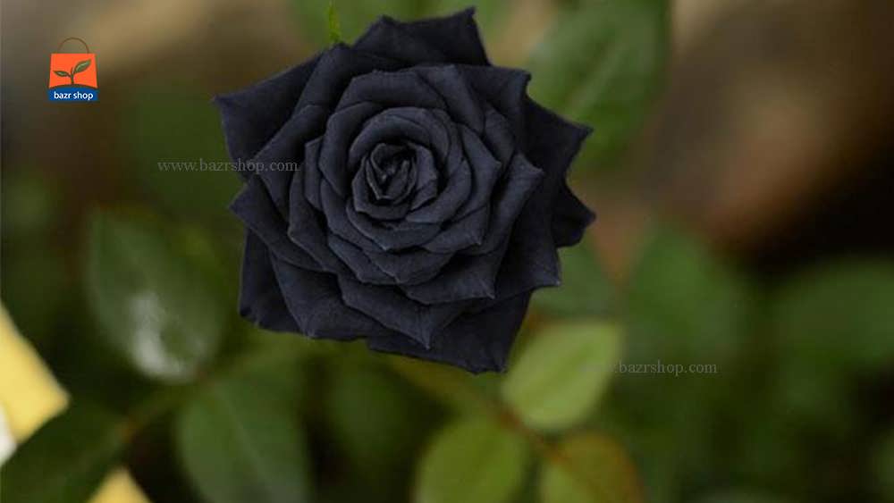 یک شاخه گل رز سیاه