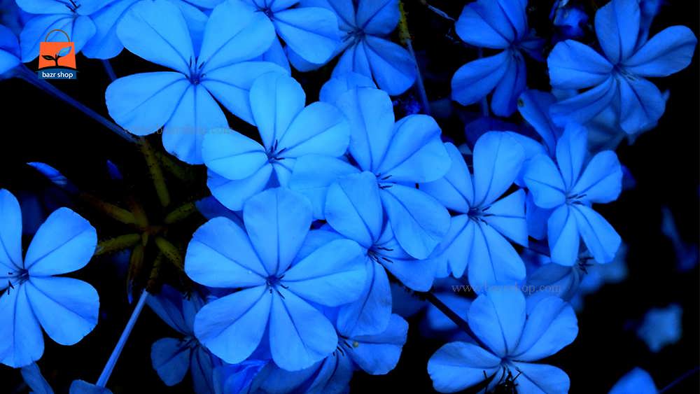 گل یاس آبی از نزدیک