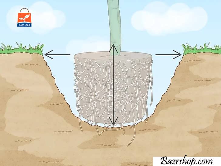 خاک را حفر کن و تنه درخت را در آن بگذار