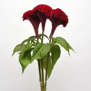 بذر تاج خروس چتری گلدانی قرمز
