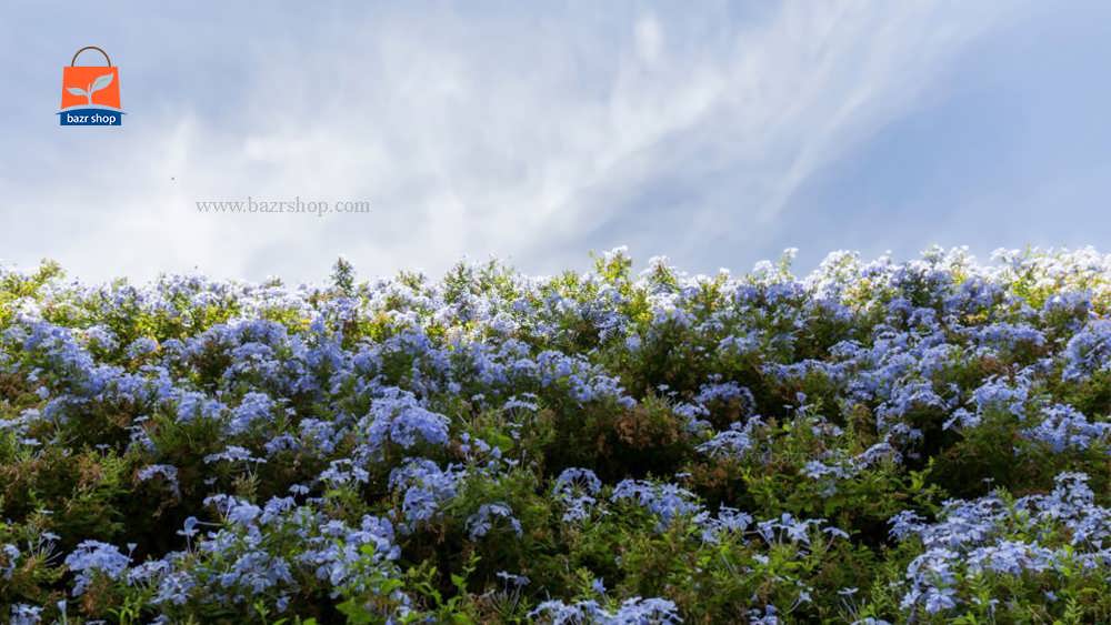 گل آبی بزرگ