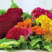 تاج خروس چتری الوان زیبا