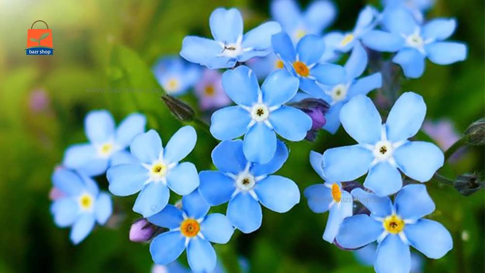گلهای یاسمن آبی کم رنگ