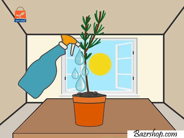 گیاه را روی طاقچه پنجره قرار دهید و آن را آب کنید.