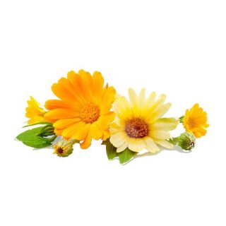 بذر گل همیشه بهار خوراکی