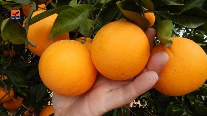 شکوفه پرتقال چیست