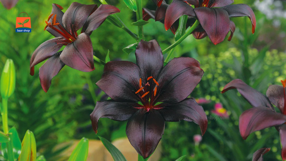 گل سیاه زیبا