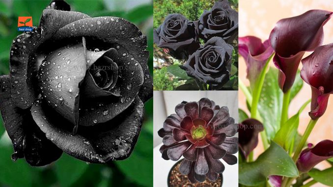 انواع گل های سیاه زیبا