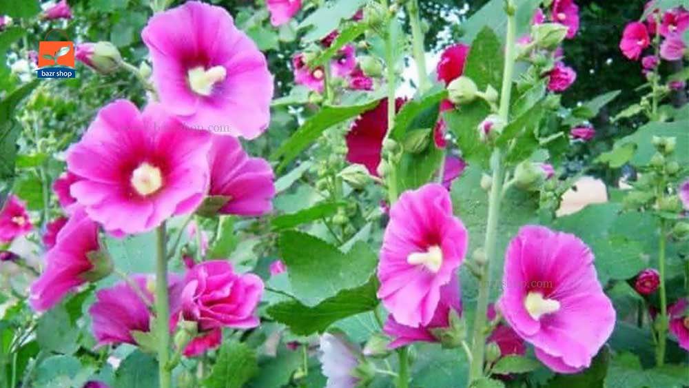 گل های ختمی به رنگ صورتی در باغچه