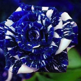 گل رز اژدهای آبی