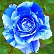 گل رز اژدهای آبی از نزدیک
