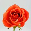 گل رز نارنجی