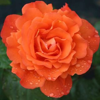 گل رز نارنجی از نزدیک