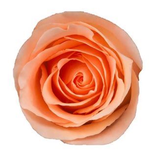 گل رز هلویی